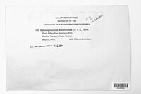Gymnotelium blasdaleanum image